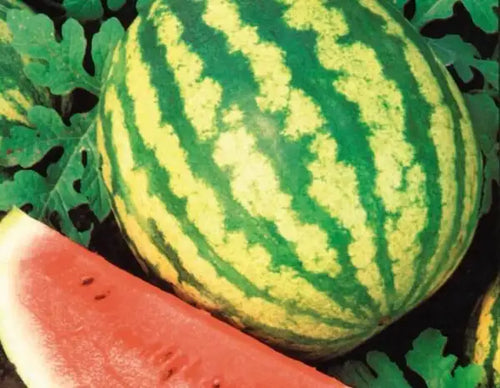 Crimson Sweet Watermelon Seed