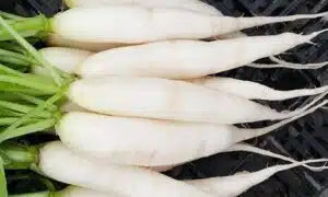 White Icicle Radish Seed- Ounce