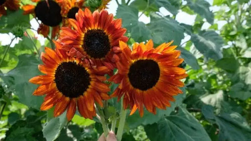 Autumn Beauty Sunflower Seed- Ounce