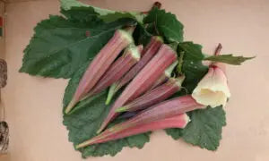 Red Burgundy Okra Seed- Ounce