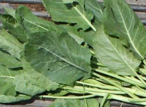 Vates Collard Seed