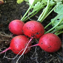 Scarlett Globe Radish Seed- 1/2 Ounce packet