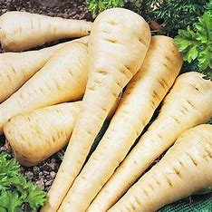 Hollow Crown Parsnips Seed-1/4 Ounce packet