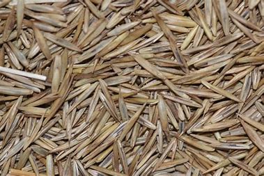 Creeping Red Fescue