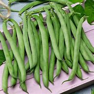Tenderette Bush Bean Seed