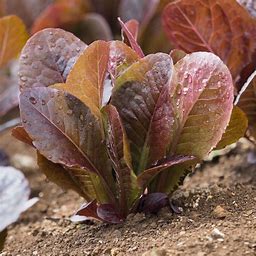 Red Romaine Lettuce Seed - Per Oz