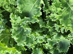 Spring Kale Seed- Ounce