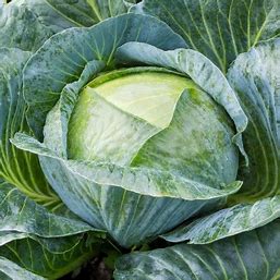 Late Flat Dutch Cabbage Seed - Per OZ