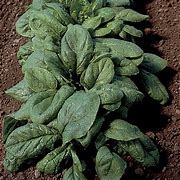 Olympia Spinach Seed- ounce