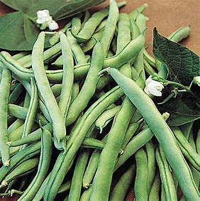 Blue Lake 274 Bush Bean Seed - Per OZ