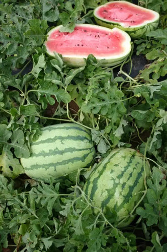 Jubilee Watermelon Seed - Ounce