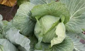 Early Round Dutch Cabbage Seed -Ounce