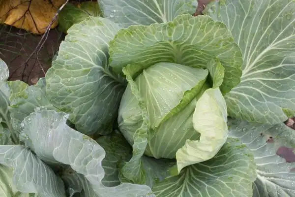 Cabbage Late Flat Dutch - 1/2 ounce packet