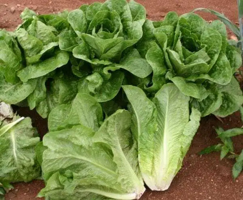 Parris Island Lettuce Seed- Ounce