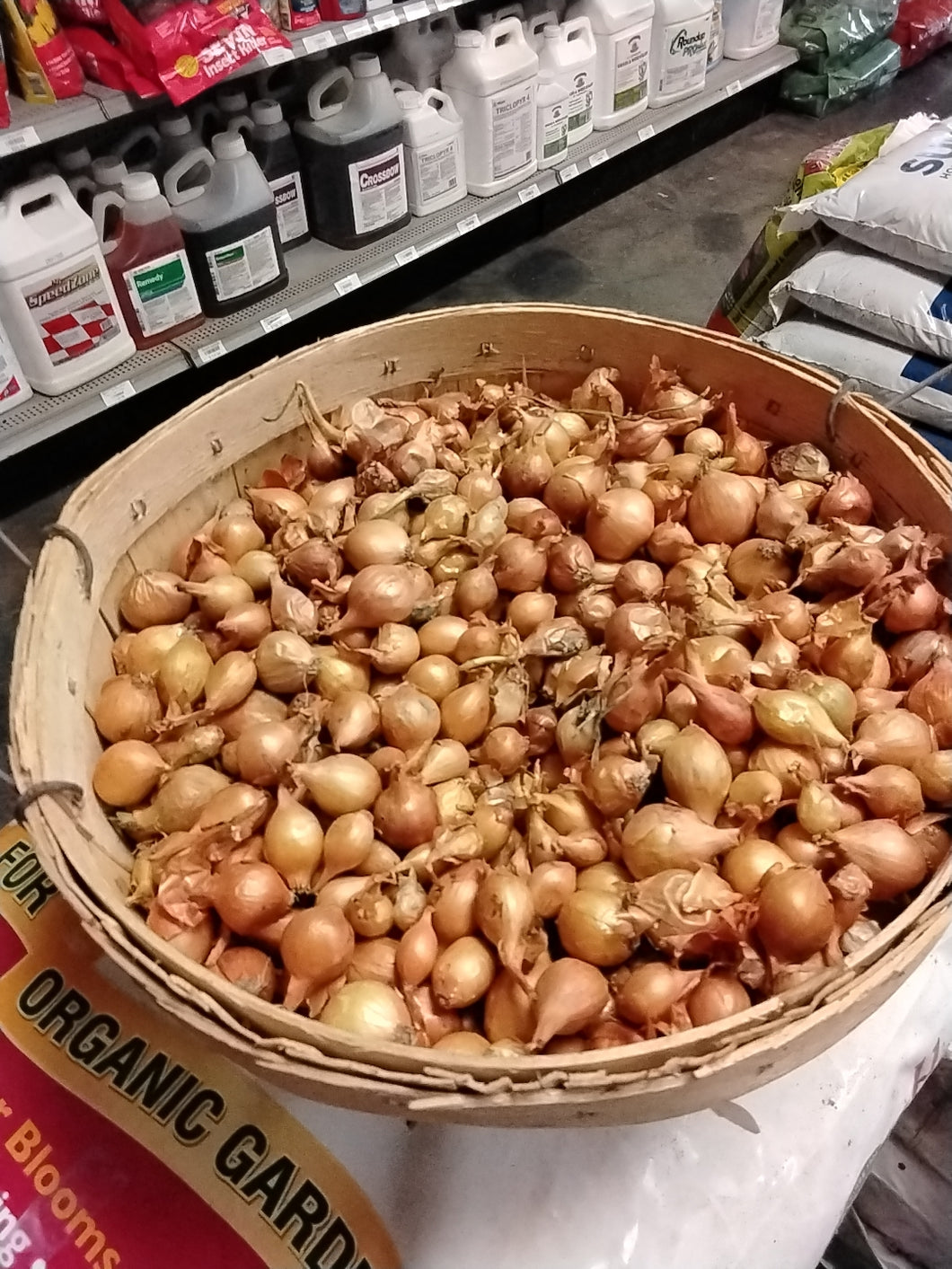 Yellow Onion Bulbs, Sold by the lb.