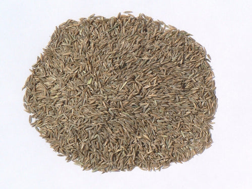 Country Boy Turf Seed