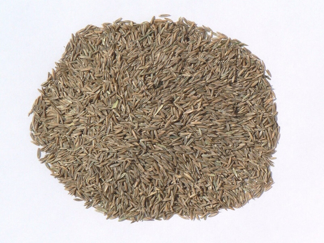 Country Boy Turf Seed
