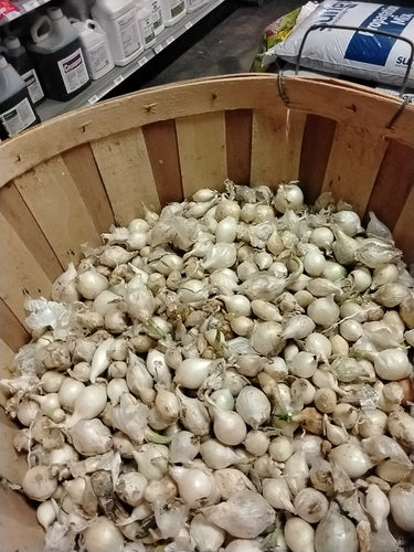 White Onion Bulbs, Sold by the lb.