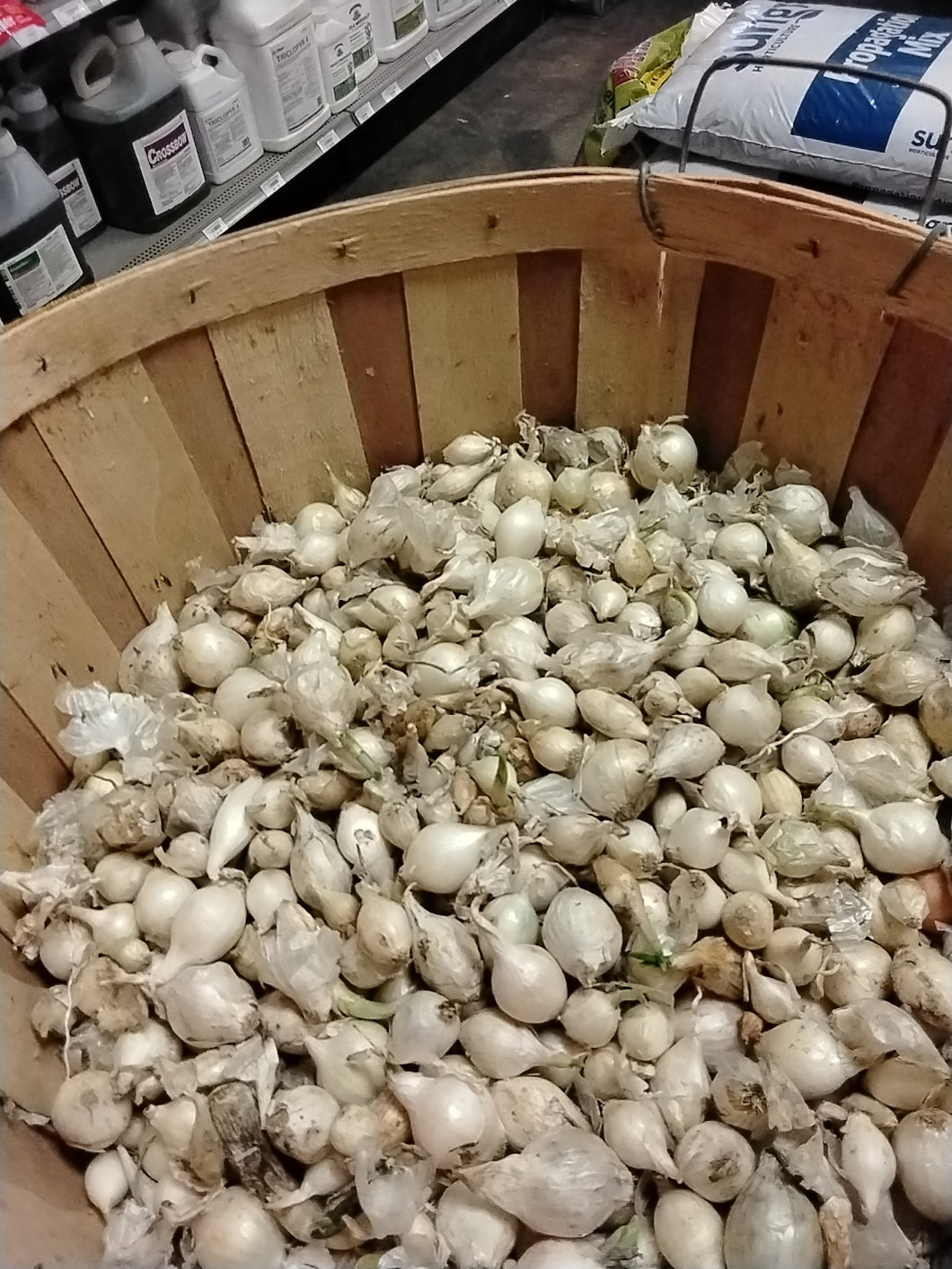 White Onion Bulbs, Sold by the lb.