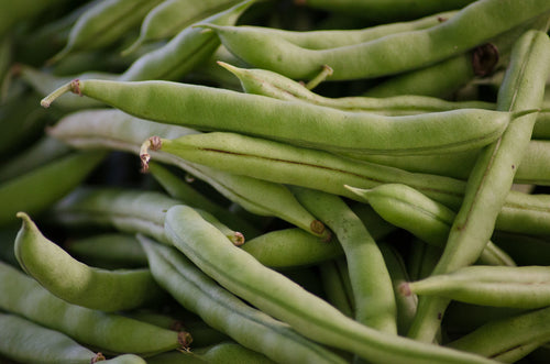 White Half Runner Bean Seed- Ounce