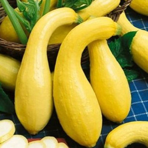 Golden Crook Squash Seed - Ounce