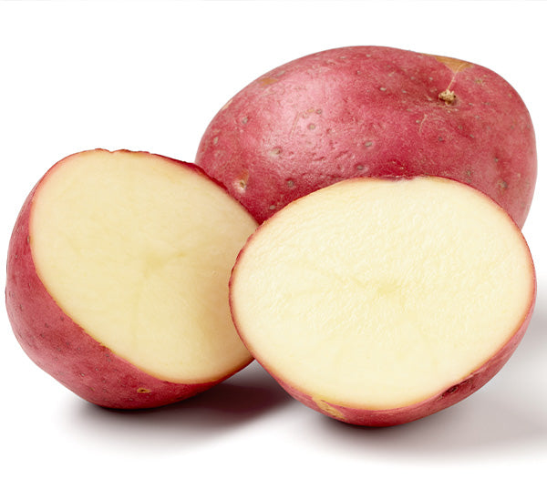 Red Pontiac - Seed Potatoes