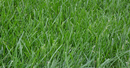 Kentucky 31 Fescue Grass Seed