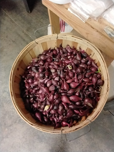 Onion, Red Set