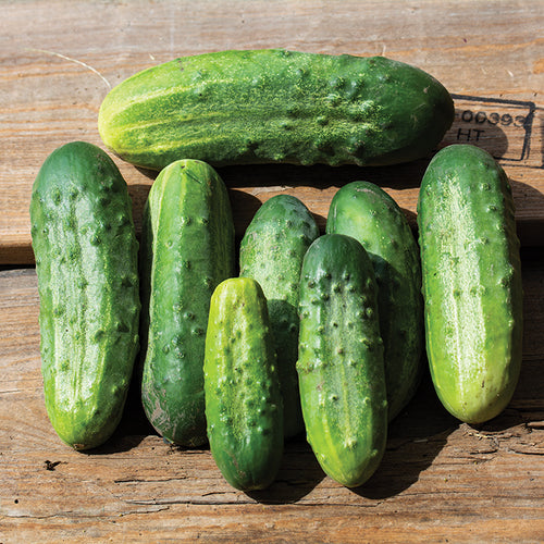 National Pickling Cucumber Seed- Ounce