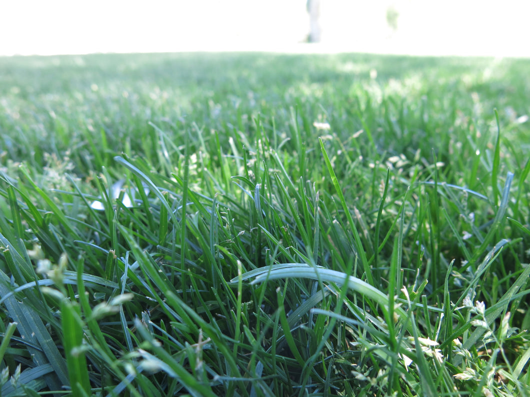 Kentucky Bluegrass Seed