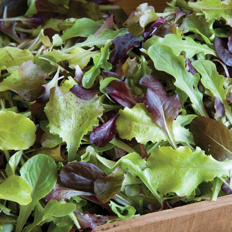 Garden Greens Seed Mix