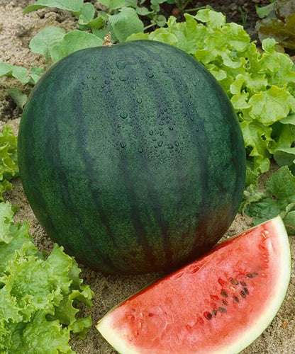 Florida Giant Watermelon Seed- 1/2 ounce packet