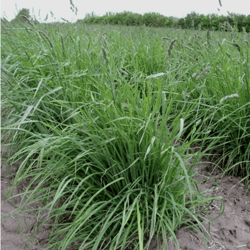 Orchardgrass- Potomac