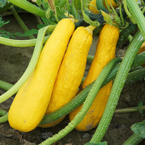 Early Prolific Straight Neck Squash Seed -Ounce
