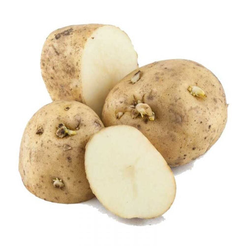 Kennebec - Seed Potatoes