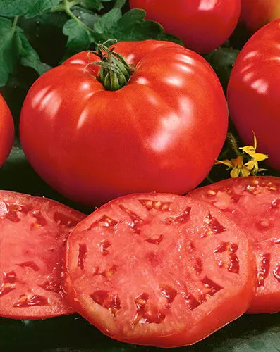 Red Beefsteak Tomato Seed -ounce