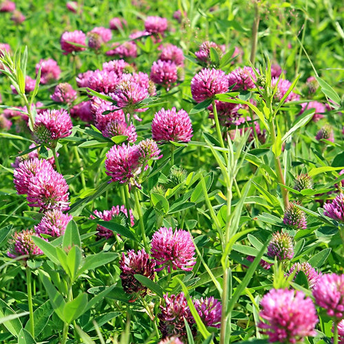 Red Clover, Medium, not-stated