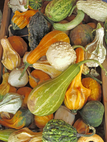 Small and Large Blend Gourd Seed- 1/4 Ounce Packet