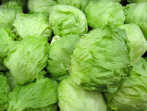 Iceberg Lettuce Seed -Ounce