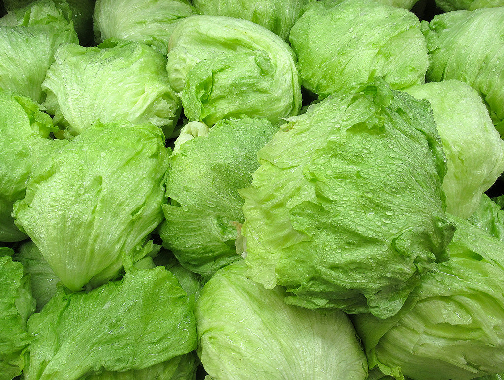 Iceberg Lettuce Seed -Ounce