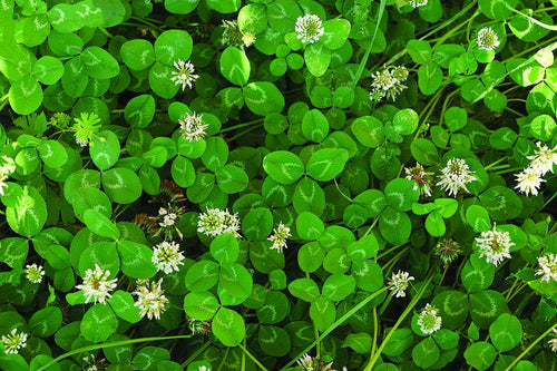 White Clover Seed