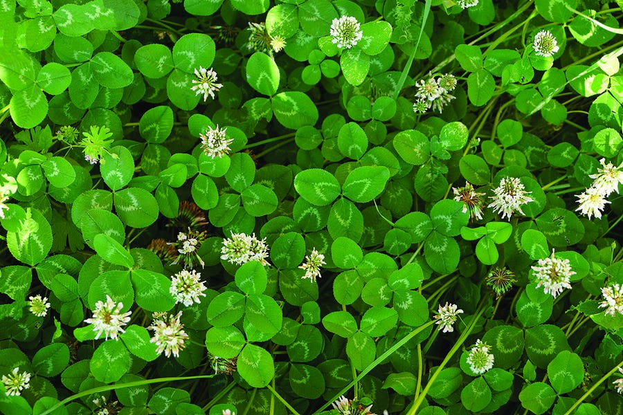 White Clover Seed