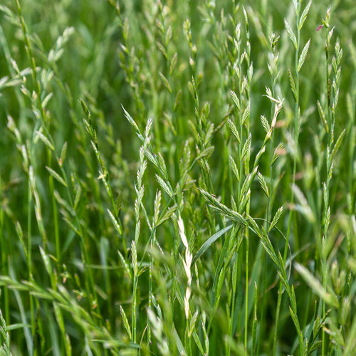 Ryegrass, Perennial