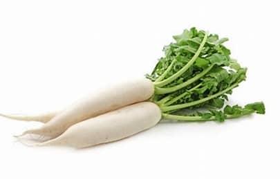 Daikon Forage Radish