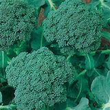 Waltham Broccoli Seed - Per Ounce